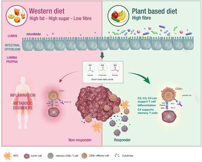 Enhancing Checkpoint Inhibitor Therapy in Solid Tissue Cancers: The Role of Diet, the Microbiome & Microbiome-Derived Metabolites